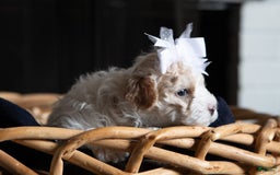 Maltipoo dogs for sale: Cee Cee - Image 1