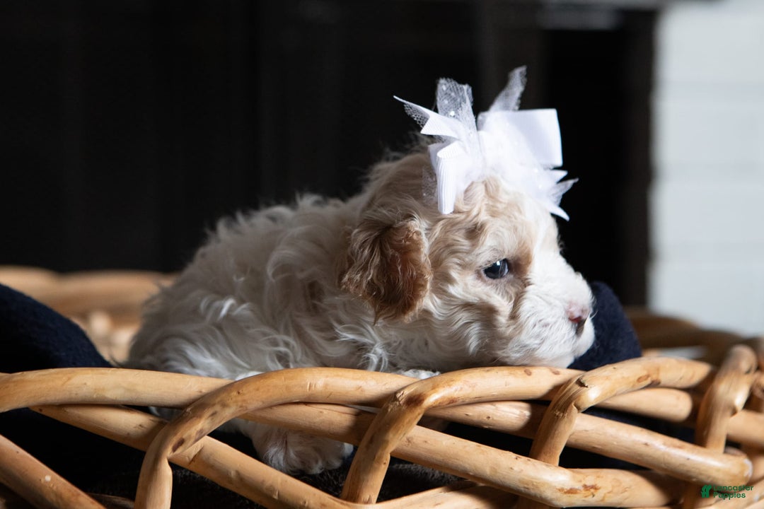 Maltipoo dogs for sale: Cee Cee - Image 1