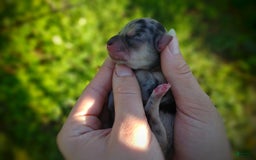 Morkie dogs for sale: Rare Merle Dragonfly - Image 4