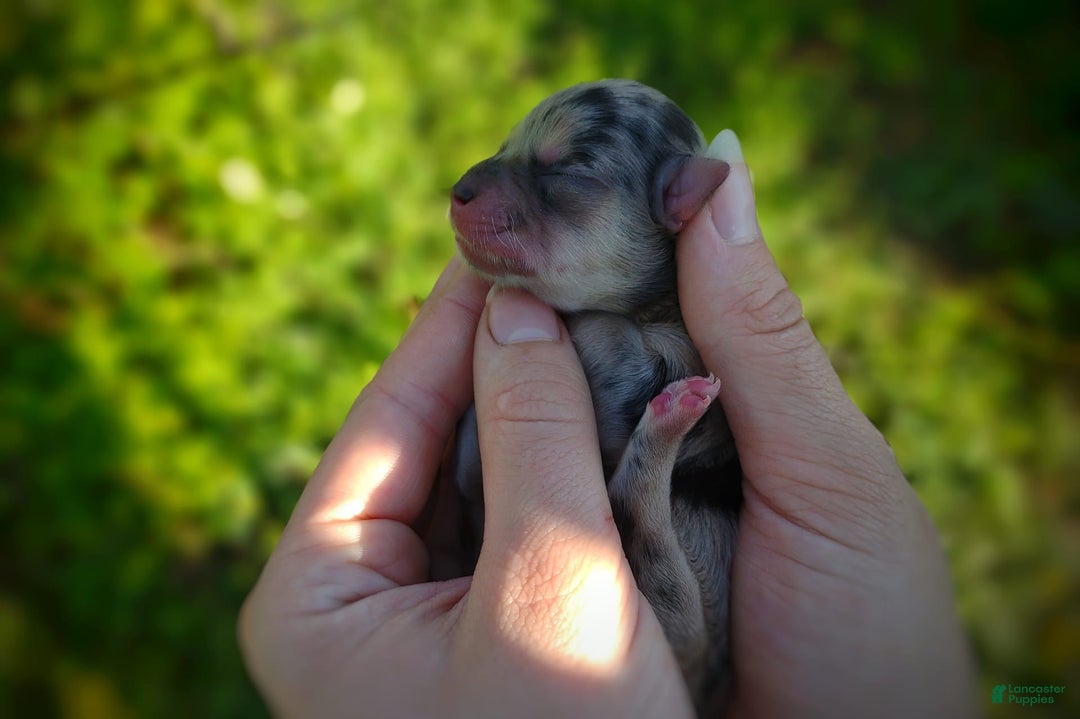 Morkie dogs for sale: Rare Merle Dragonfly - Image 4
