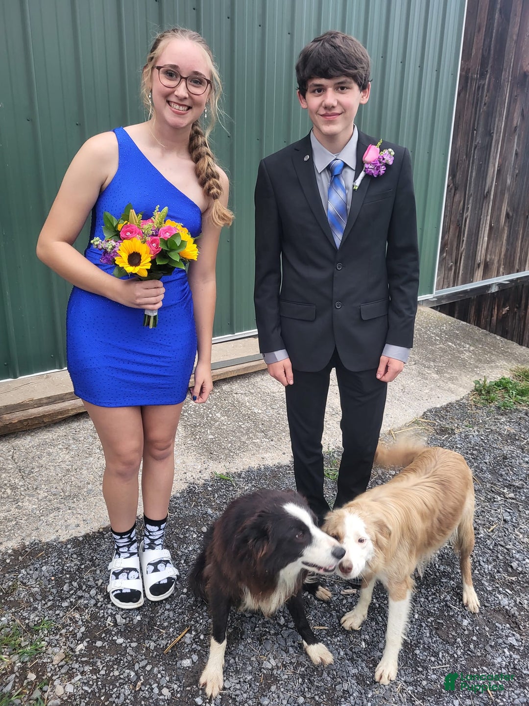 Border Collie dogs for sale: Ollie - Image 5