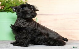 Miniature Schnauzer dogs for sale: Blaze - Image 1