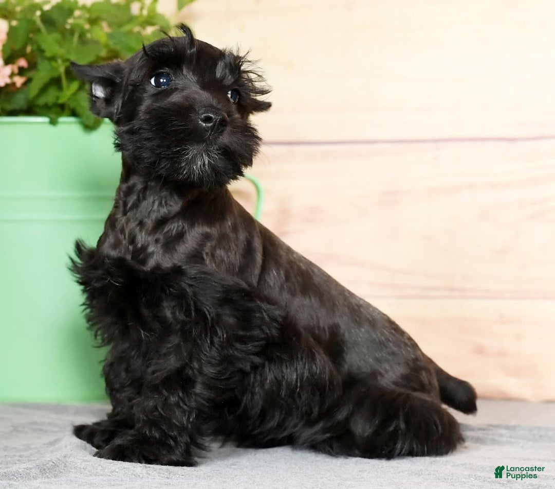 Miniature Schnauzer dogs for sale: Blaze - Image 1
