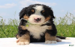 Bernese Mountain Dog dogs for sale: Winnie - Image 3