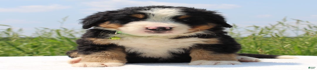 Winnie
