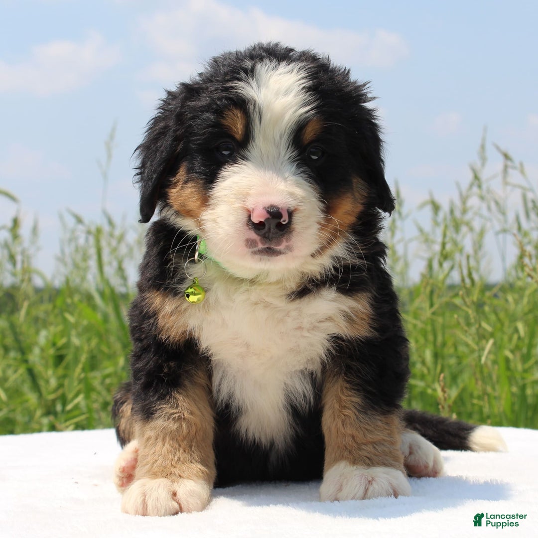 Bernese Mountain Dog dogs for sale: Winnie - Image 3
