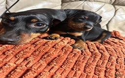 Miniature Pinscher dogs for sale: Onyx - Image 2