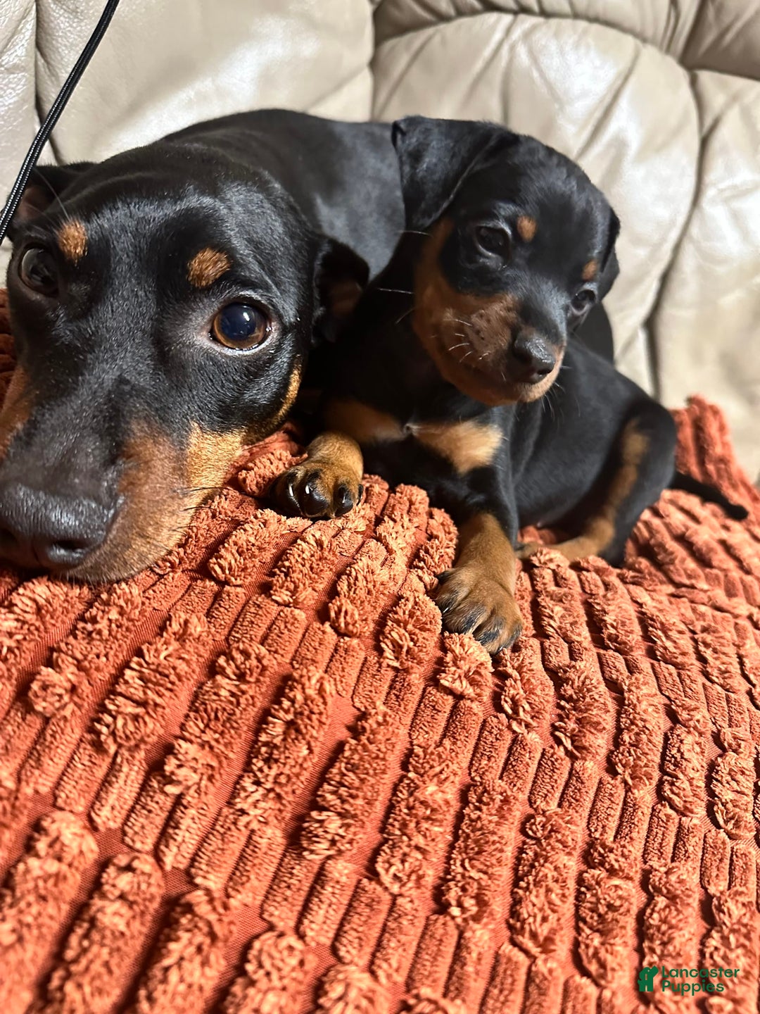 Miniature Pinscher dogs for sale: Onyx - Image 2