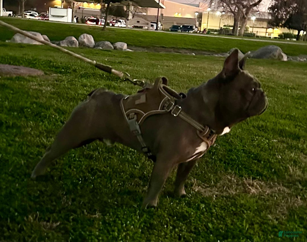 French Bulldog dogs for sale: Rocky - Image 3