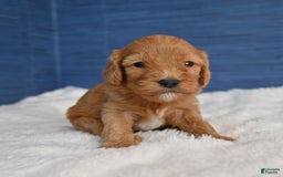 Cavapoo dogs for sale: Cavapoo 6 puppies - Image 24