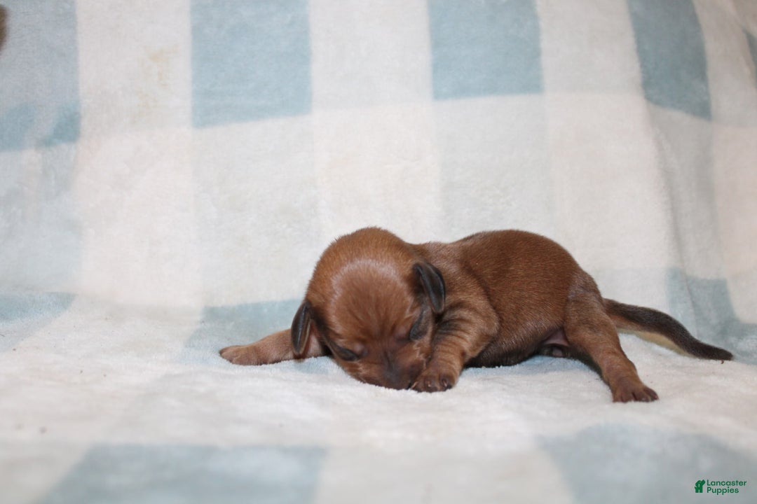 Miniature Dachshund dogs for sale: Miah Mini - Image 8