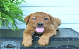 Labrador Retriever dogs for sale: Yasmine - Image 2