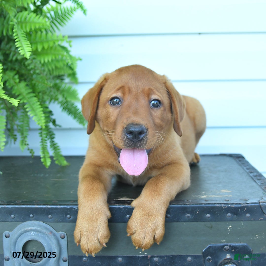 Labrador Retriever dogs for sale: Yasmine - Image 2