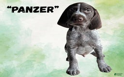 German Wirehaired Pointer dogs for sale: Panzer - Image 3
