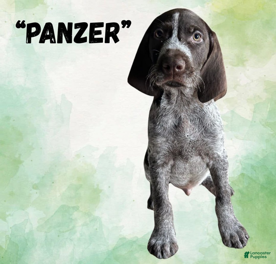 German Wirehaired Pointer dogs for sale: Panzer - Image 3
