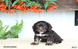 Cocker Spaniel dogs for sale: Nash - Image 5