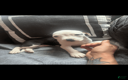American Bully dogs for sale: Beauty - Image 1