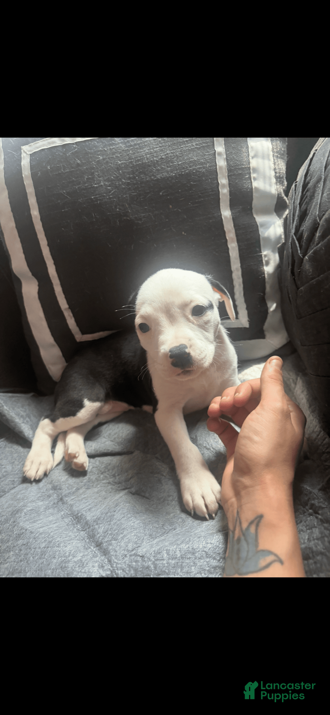 American Bully dogs for sale: Beauty - Image 1