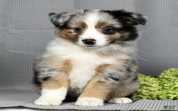 Miniature Australian Shepherd dogs for sale: Axel - Image 5