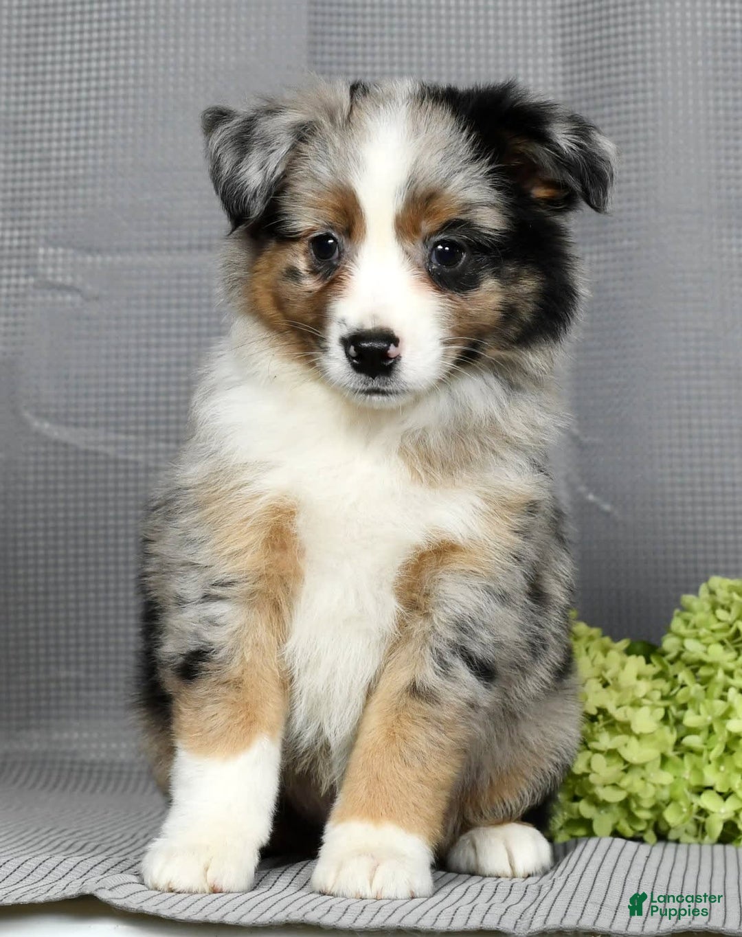 Miniature Australian Shepherd dogs for sale: Axel - Image 5