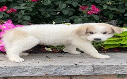 Great Pyrenees dogs for sale: Greg - Image 2