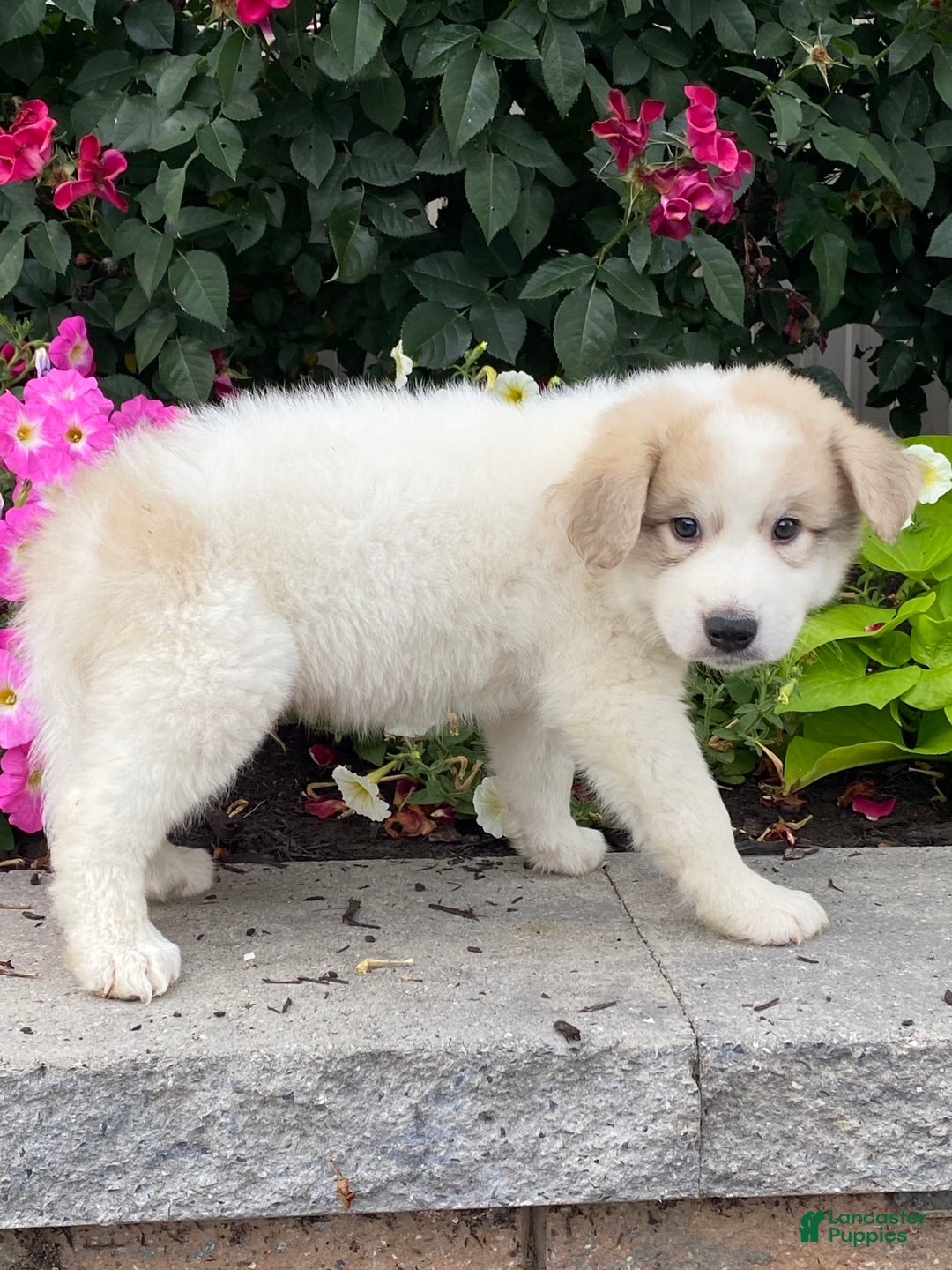 Great Pyrenees dogs for sale: Greg - Image 2
