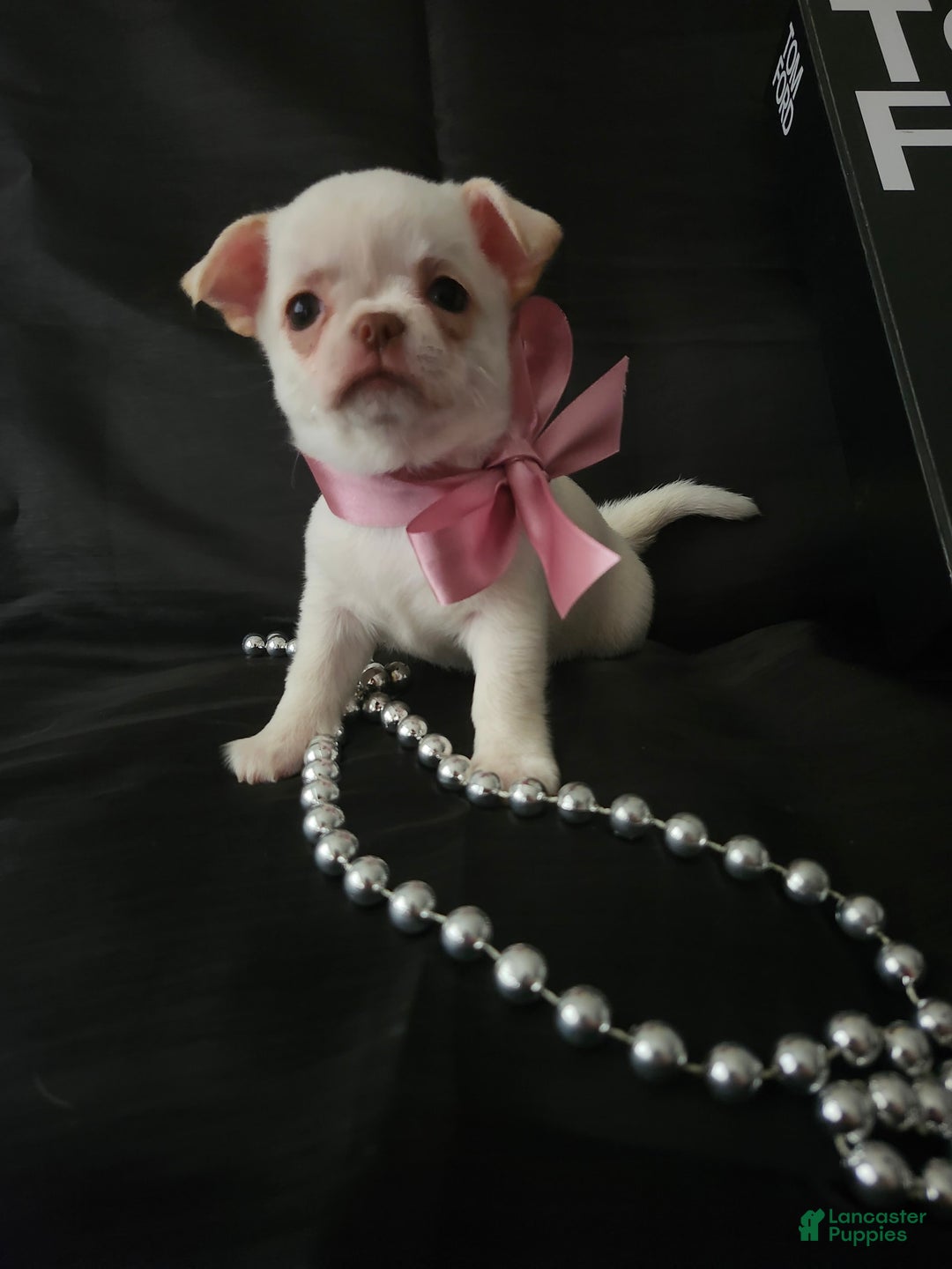 Chihuahua dogs for sale: Chanel - Image 2