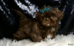Shih Tzu dogs for sale: Peanut - Image 6