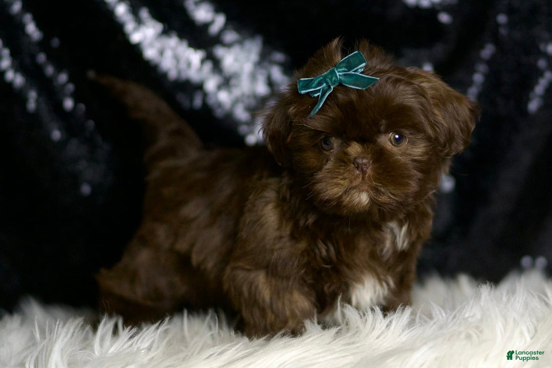 Shih Tzu dogs for sale: Peanut - Image 6
