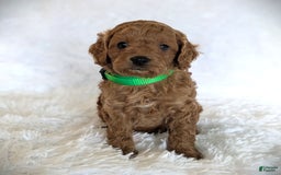 Cavapoo dogs for sale: Dusty - Image 3