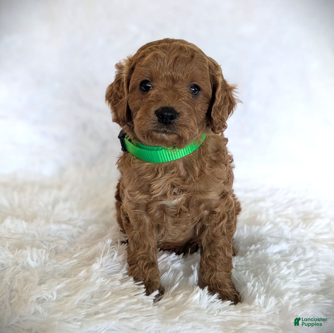 Cavapoo dogs for sale: Dusty - Image 3