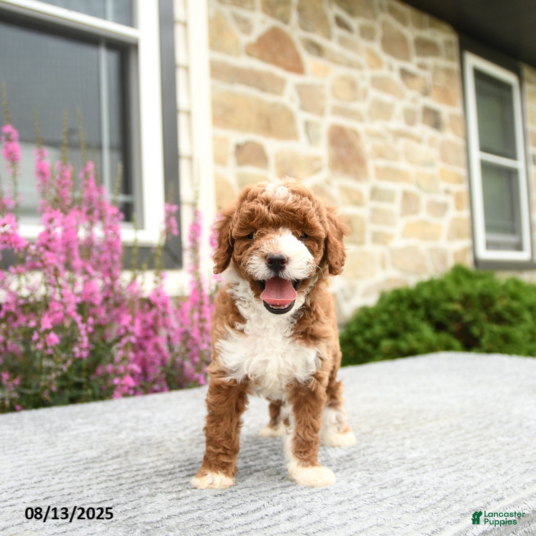 Mini Goldendoodle dogs for sale: Caroline - Image 4