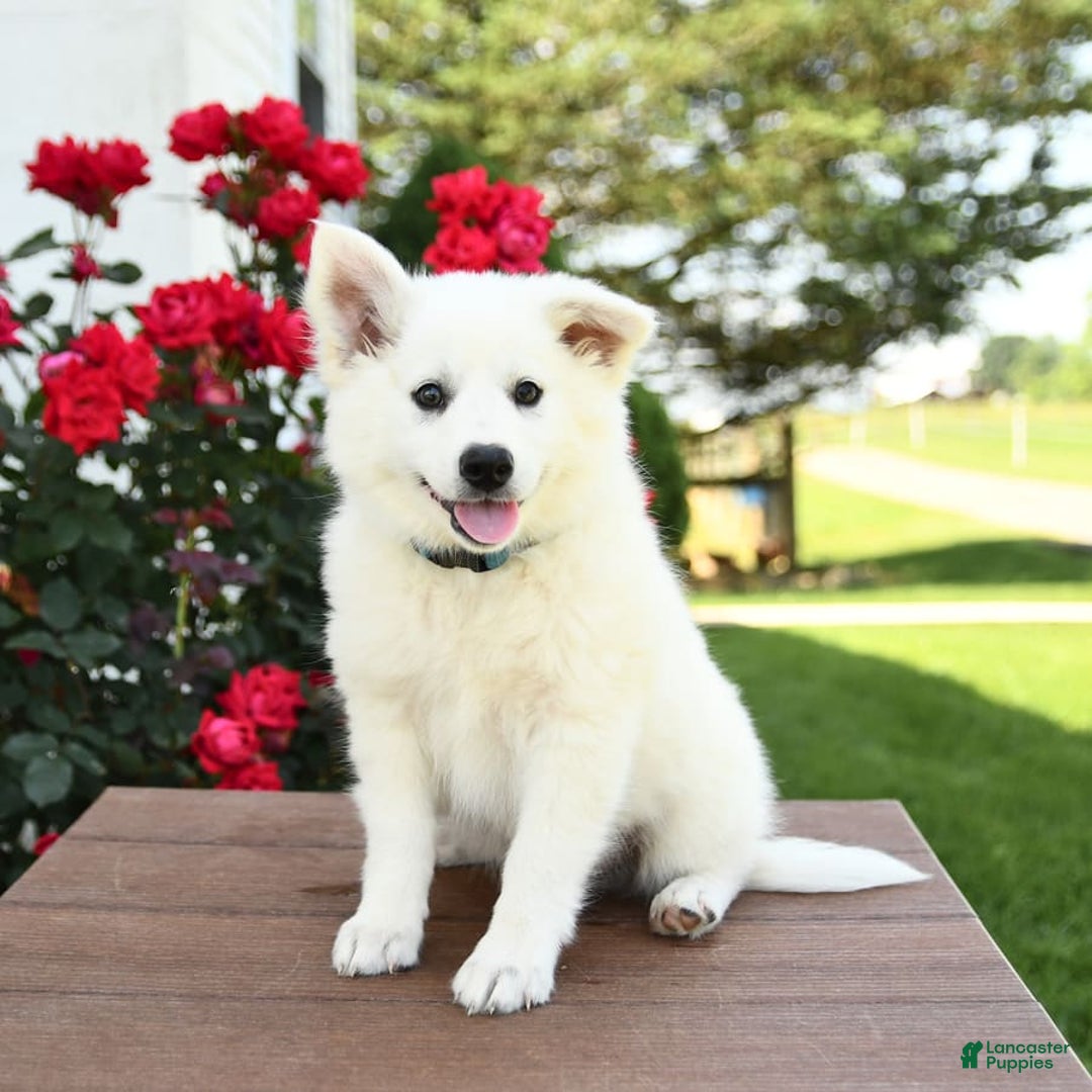 American Eskimo dogs for sale: Mars - Image 5