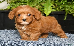 Cavapoo dogs for sale: Tucker - Image 5