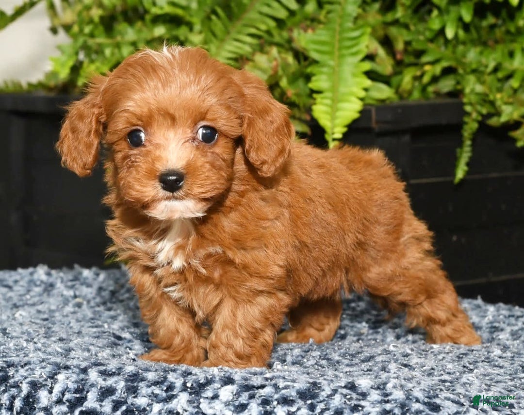 Cavapoo dogs for sale: Tucker - Image 5
