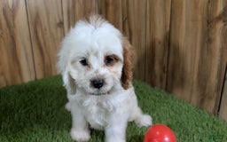 Cavapoo dogs for sale: Fiona Girl 3 - Image 13
