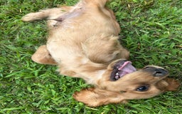 Cocker Spaniel dogs for sale: Marley - Image 5