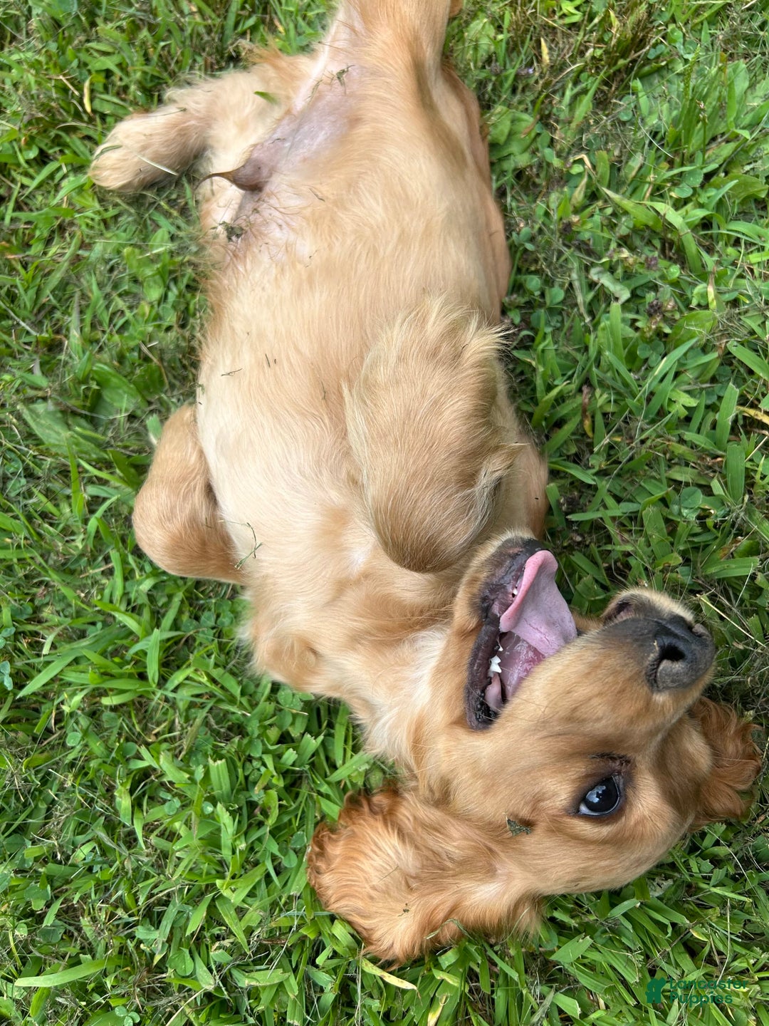 Cocker Spaniel dogs for sale: Marley - Image 5