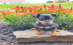 Miniature Pinscher dogs for sale: Rosco - Image 2