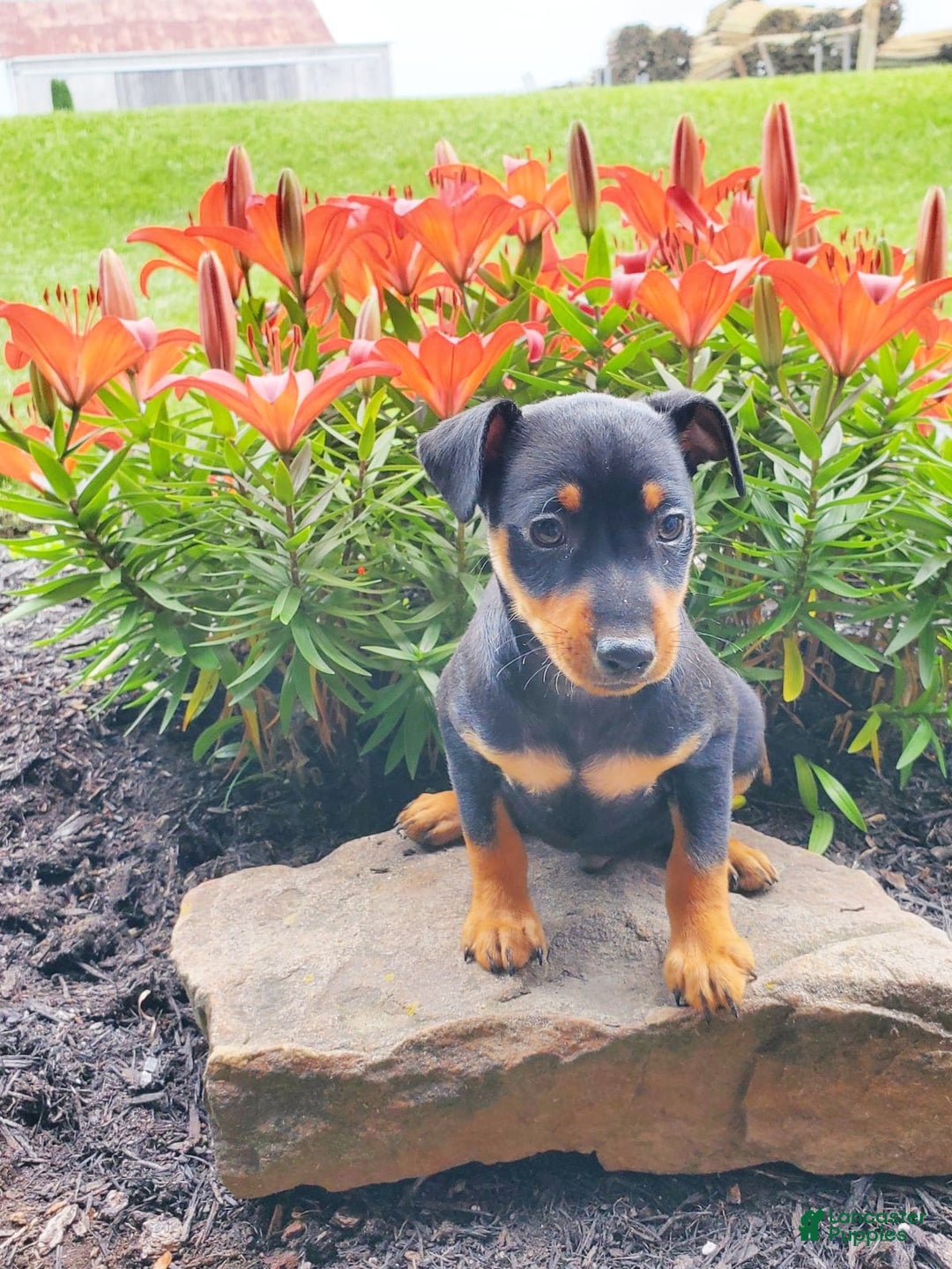 Miniature Pinscher dogs for sale: Rosco - Image 2