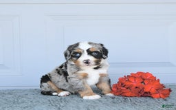 Miniature Bernese Mountain Dog dogs for sale: Hank - Image 4
