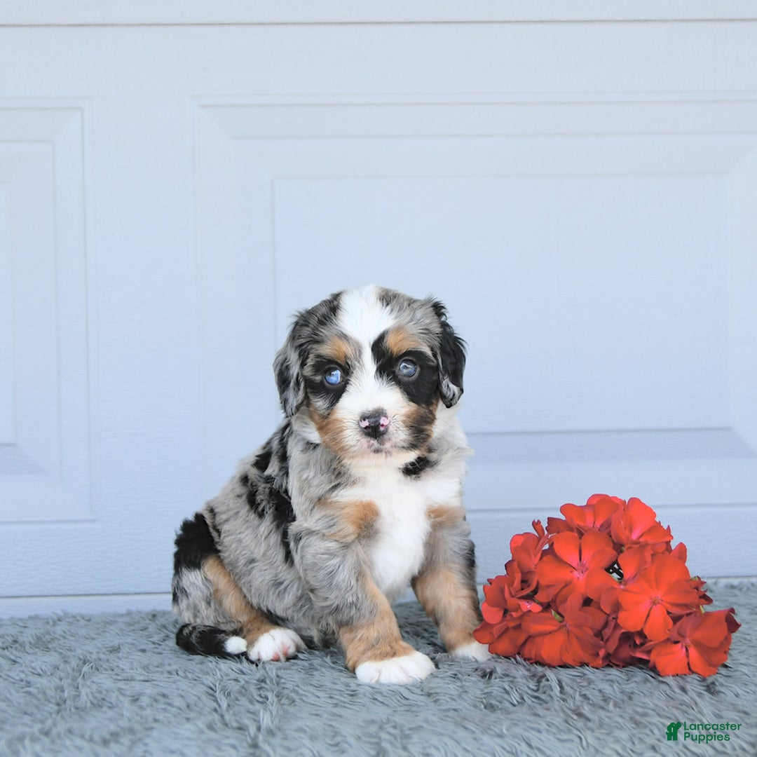 Miniature Bernese Mountain Dog dogs for sale: Hank - Image 4