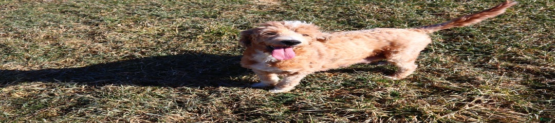 Daisey