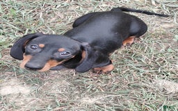 Miniature Dachshund dogs for sale: George - Image 1