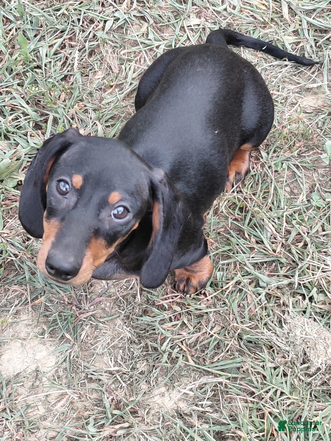 Miniature Dachshund dogs for sale: George - Image 1