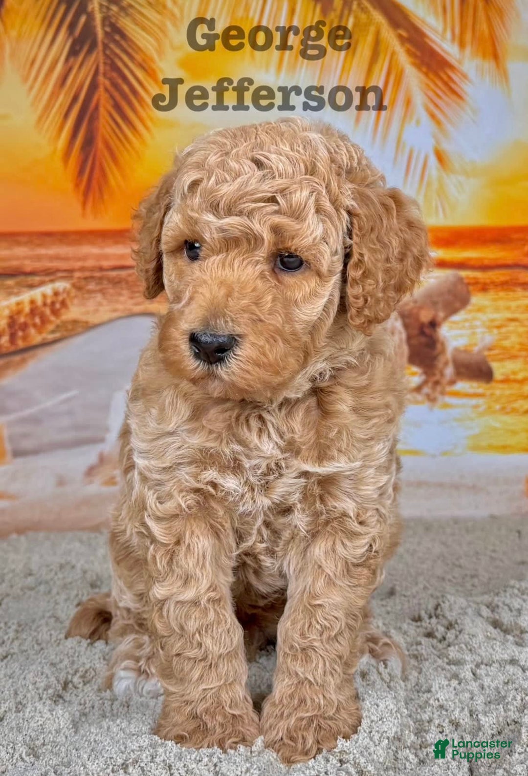 Standard Poodle dogs for sale: George Jefferson - Image 6