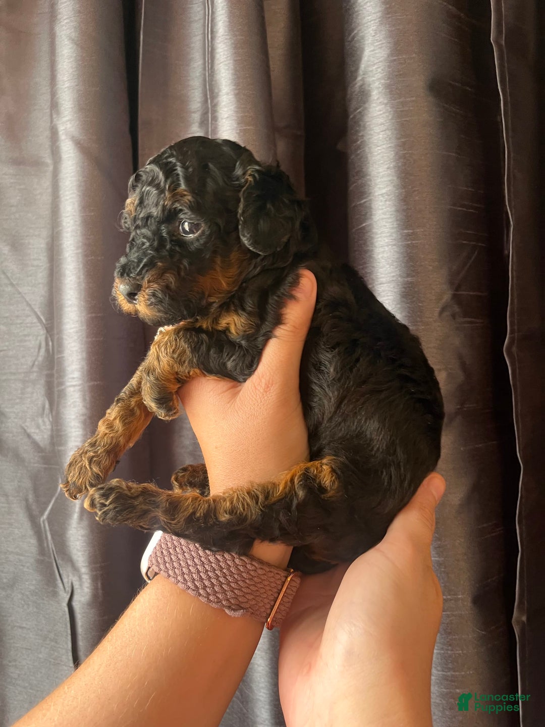 Miniature Poodle dogs for sale: Sadie - Image 1