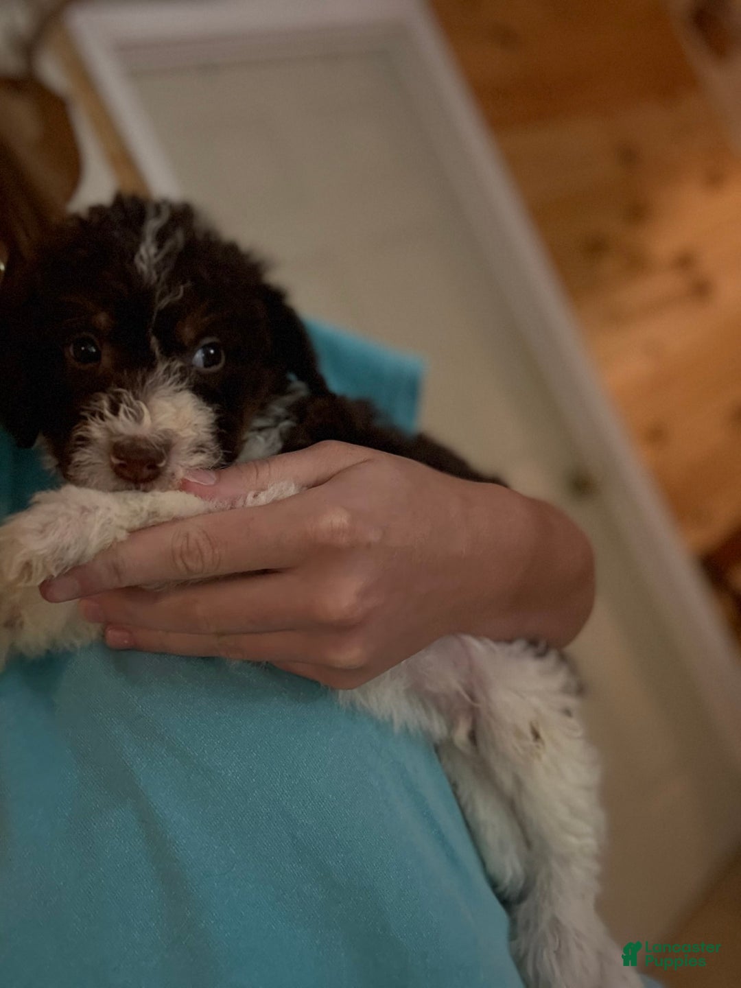 Labradoodle dogs for sale: Puppy 1 - Image 4