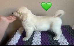 Golden Retriever dogs for sale: Jaq - Image 1