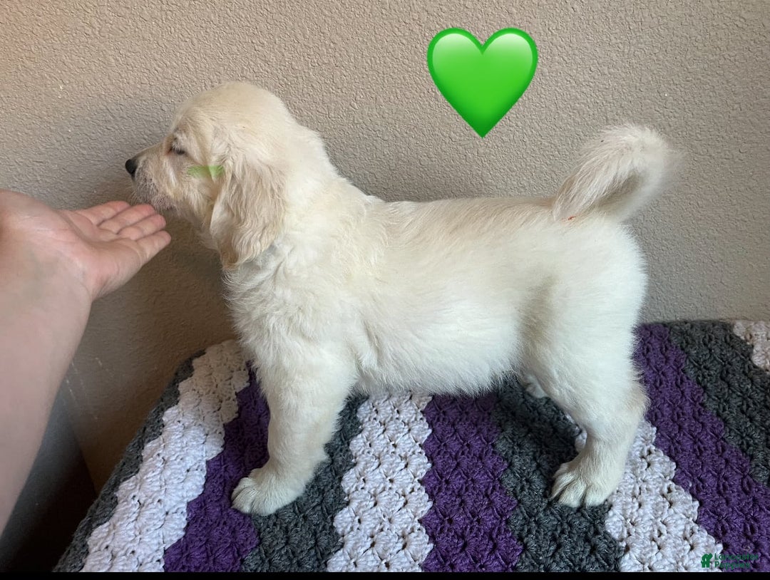 Golden Retriever dogs for sale: Jaq - Image 1